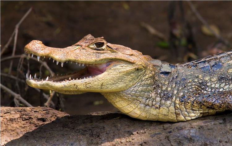 самые красивые крокодилы в мире