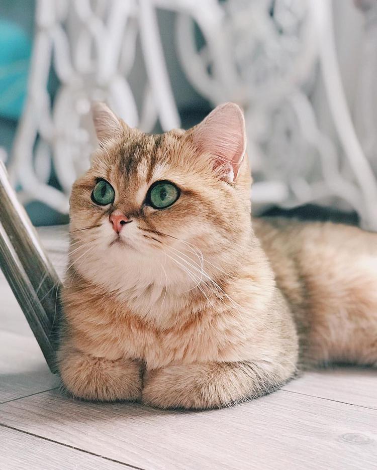 Красивая кошка порода Британская золотая шиншилла