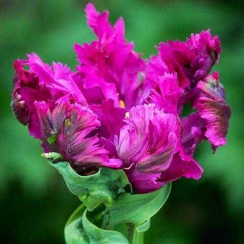 тюльпаны фиолетового цвета