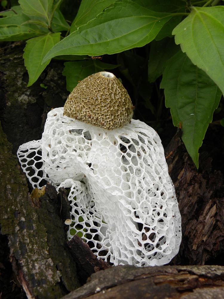 самые красивые грибы в мире