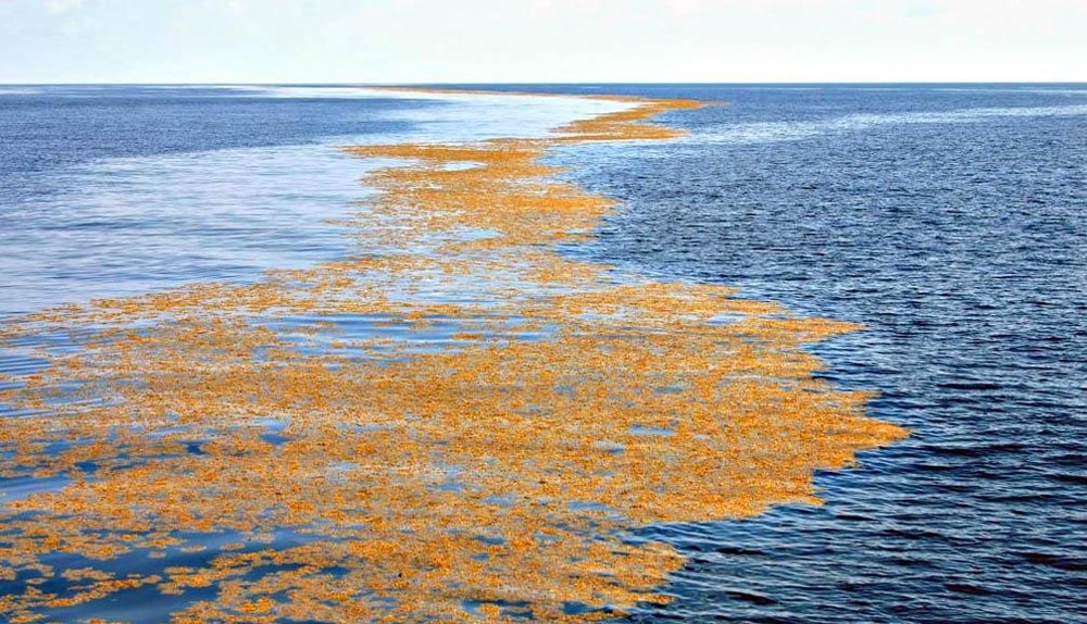 море с водорослями фото