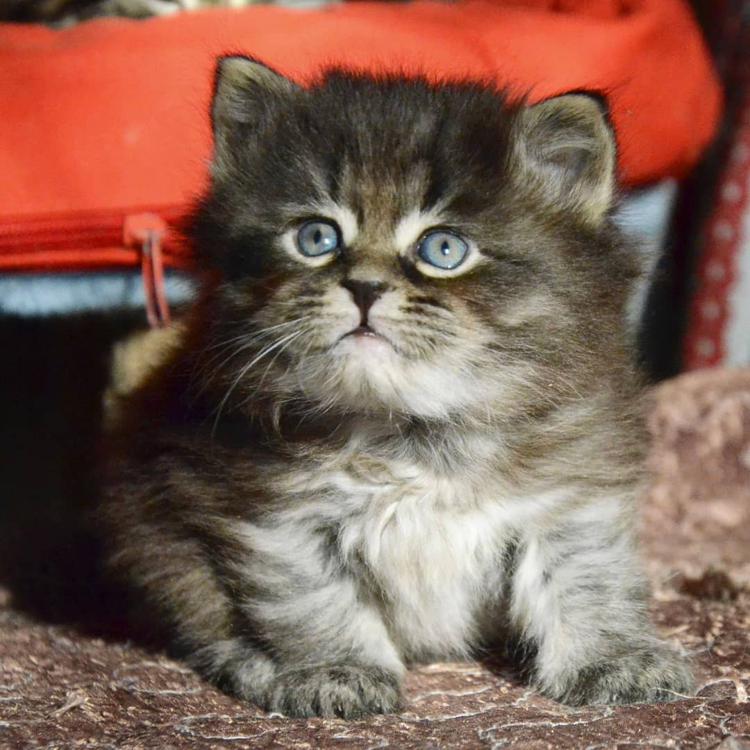 мохнатый сибирский котенок
