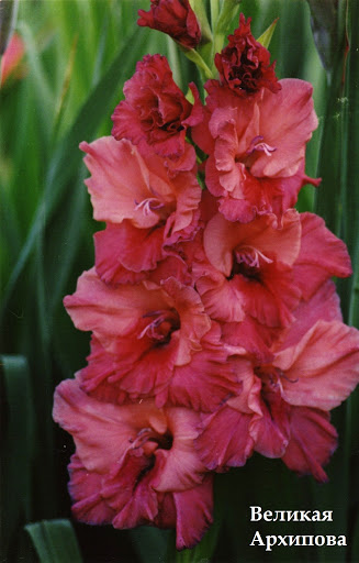 velká arkhipova
