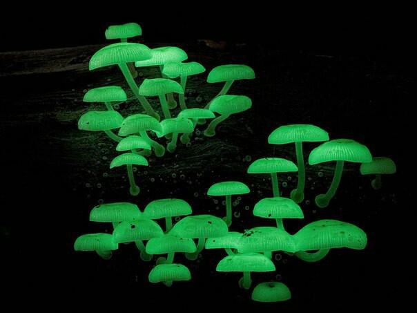 удивительные грибы мира