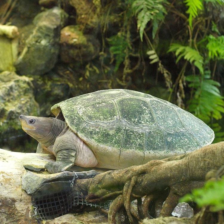 черепахи лучшие пловцы
