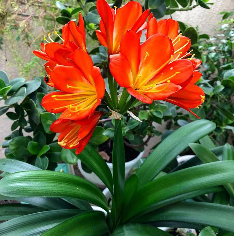 оранжевые цветы фото