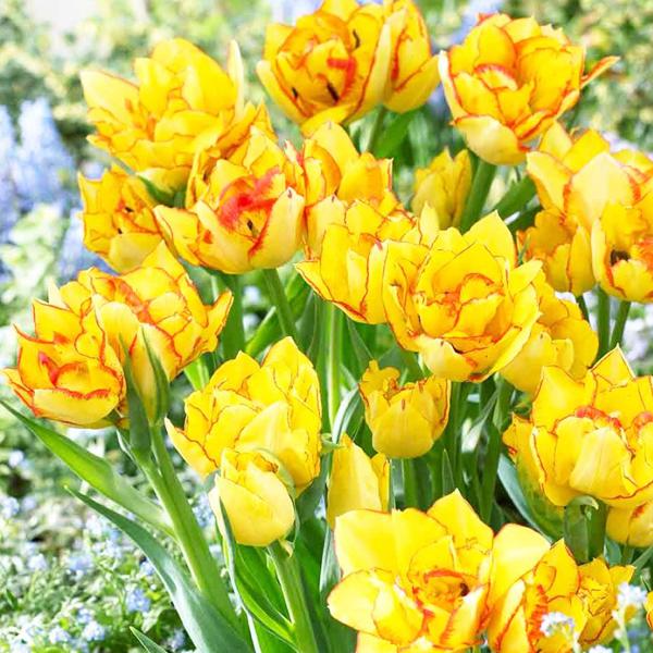 желтые тюльпаны фото