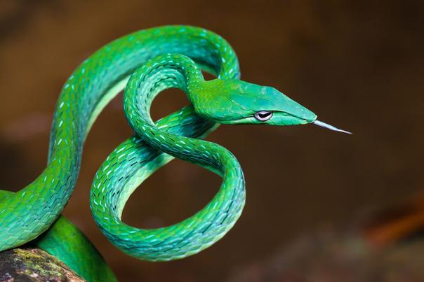 самая красивая змея в мире