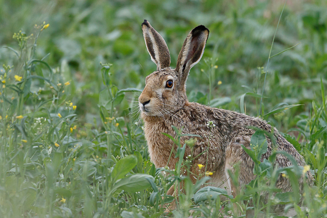 Заяц-Русак. Степной заяц Русак. Маска заяц. Заяц-Русак (лат. Lepus europaeus).