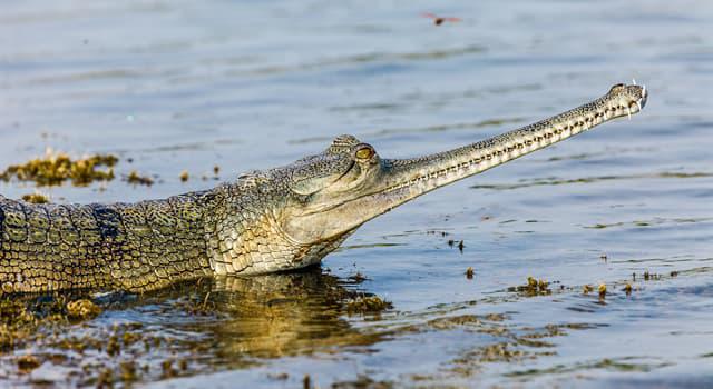гавиаловый крокодил фото