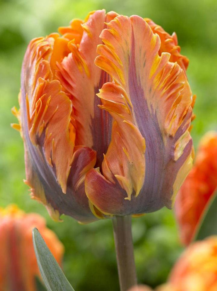 оранжевые тюльпаны фото