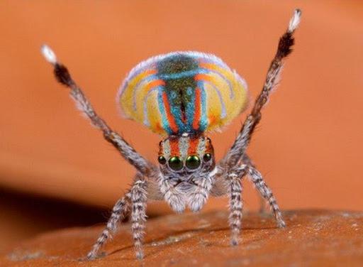 разноцветный паук