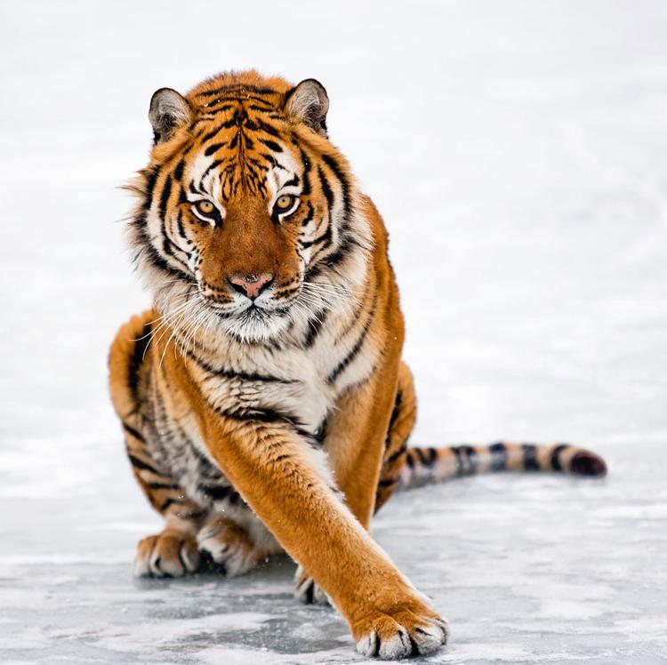  тигр
