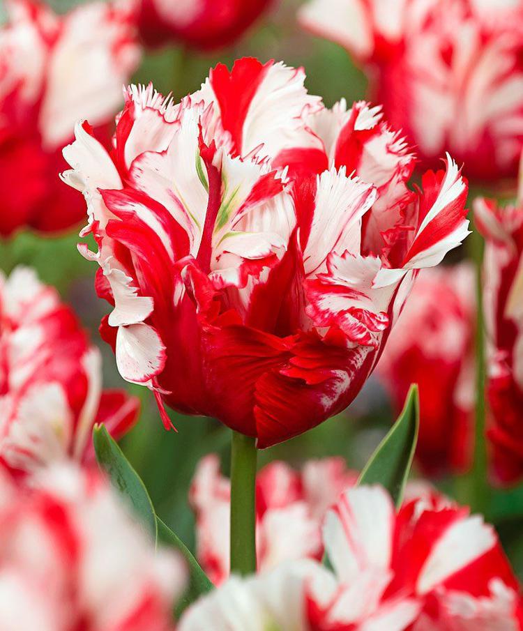 экзотические тюльпаны фото