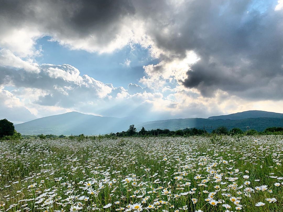 Байдарская долина в ромашках