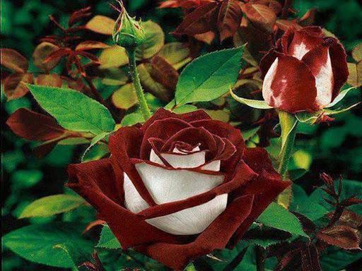 роза озирия красивые розы разноцветные розы