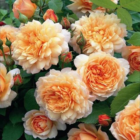 роза грейс розовые розы