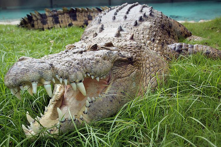 представители крокодилов