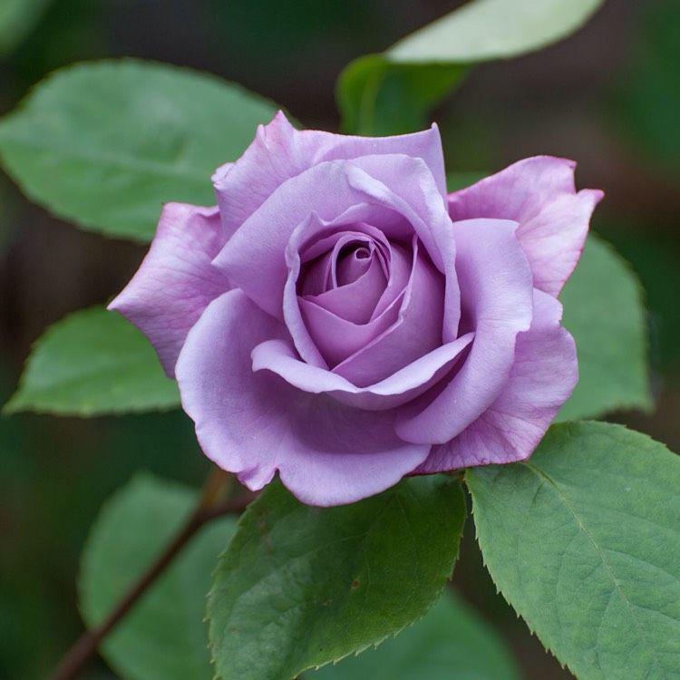 роза блю мун голубая роза для сада