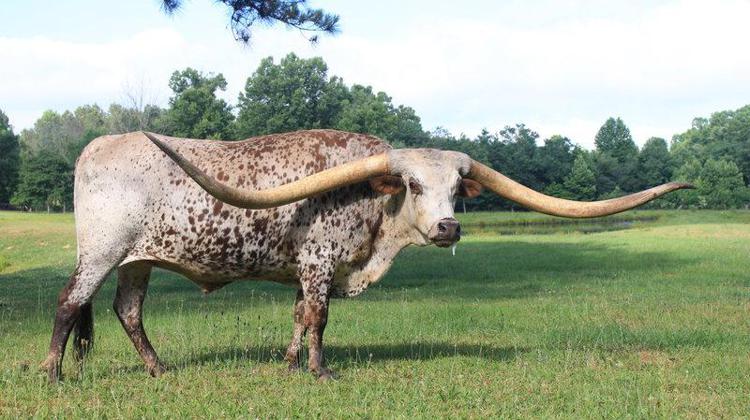 Техасская корова