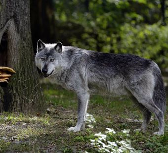 Самые красивые волки – 20 фото