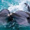 Самые красивые дельфины+20 фото
