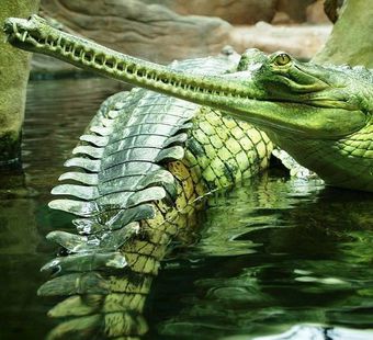 Самые красивые крокодилы - 40 фото