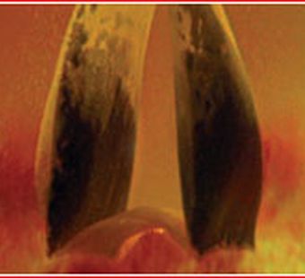 Мир вашему чайному домику!