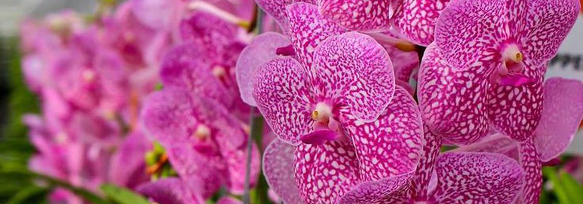 Самые красивые орхидеи - 40 фото