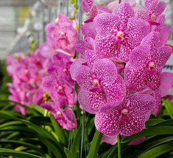 Самые красивые орхидеи - 40 фото