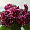 Самые красивые хризантемы - 30 фото