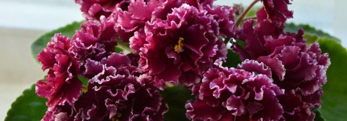 Самые красивые хризантемы - 30 фото