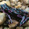 Самые красивые лягушки в мире -30 фото