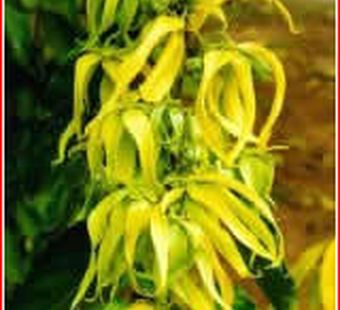 Масло иланг-иланг