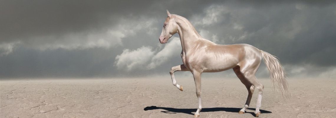 Самые красивые лошади в мире - 60 фото