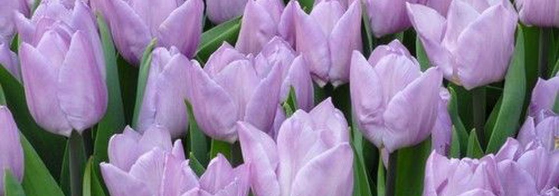 Самые красивые тюльпаны - 40 фото