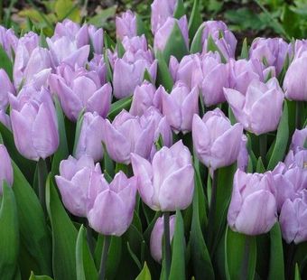 Самые красивые тюльпаны - 40 фото