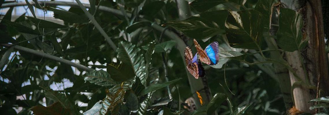 Самые красивые бабочки – 60 фото