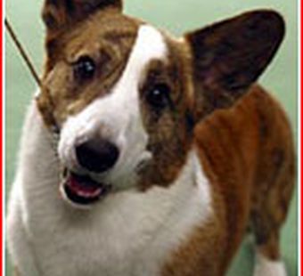 Выгуливание собаки эффективнее многих диет