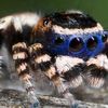 Самые красивые пауки - 40 фото