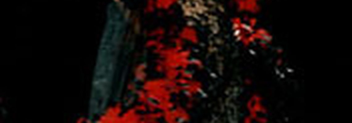 ВЕСЕННЕЕ ШОУ СЕРГЕЯ ЗВЕРЕВА