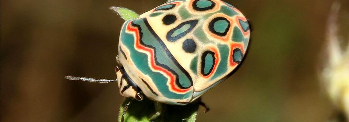 Самые красивые жуки - 50 фото