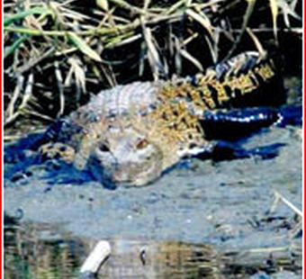 Gucci – это голодный крокодил