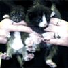 Красивые котята