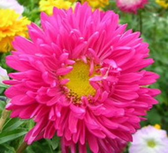 Астры дарят в сентябре