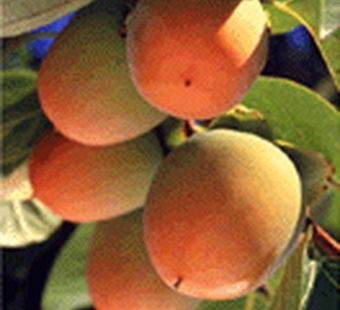 Экзотика: и вкусно, и полезно