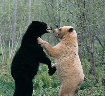Самые красивые медведи