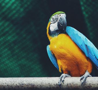 Самые красивые попугаи - 30 фото